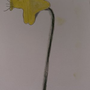 IMG_0267.jpeg